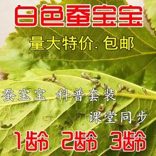 送新鲜桑叶运输包活 123龄活蚕蚕宝宝蚕种春蚕卵蚕蚕籽蚕宝宝套装