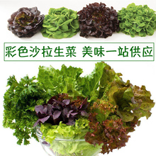 玻璃生菜种子奶油生菜沙拉生菜紫四季生菜盆栽阳台盆栽春秋夏冬季