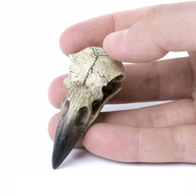 Alchemy The Vault V66 Reliquary Raven Skull哥特树脂乌鸦头骨