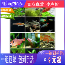 一组 包邮 灯鱼 小型观赏鱼 宝莲灯金波子 红鼻剪刀 蓝波子 灯科鱼