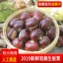 油栗野生板栗仁甘栗3 新鲜栗子5斤装 2019新鲜板粟生板栗