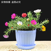 Potted plant double solar flowerpot seedlings half lotus see