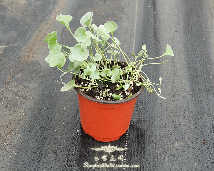 马蹄金-室外阳台花卉庭院植物耐寒四季开花-穴