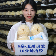 鲜活耳 特级白木耳软糯胶多 包邮 云夕 深山雪耳 新鲜银耳 6朵盒装