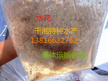正宗台湾小泥鳅苗活体养殖水花寸苗包活送技术