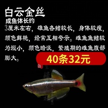 40条 包邮 2.5cm 白云金丝 39.9元 冷水鱼 草缸小型鱼 观赏鱼 唐鱼