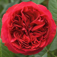 可镭重花园 藤本红色龙沙宝石月季花苗 玫瑰花爬藤 特惠 经典