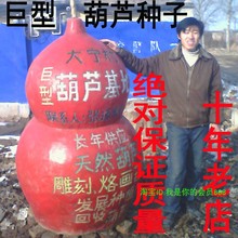 超大级特大号葫芦种籽 八宝大亚腰庭院四季观赏 巨型葫芦种子5粒