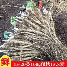 20支100g 鲜人参东北长白山带土新鲜人参泡酒煲汤火锅参苗