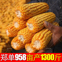 农业早熟大田四季饲料郑单958 高产玉米杂交种 玉米种籽 玉米种子