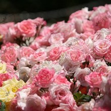5加仑母本盆栽带枝条玫瑰苗四季庭院花卉龙沙宝石粉达樱霞