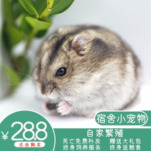 向阳牧场 仓鼠活体布丁银狐三线紫仓小宝宝自家繁殖包健康包活