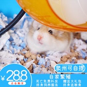 向阳牧场 仓鼠活物布丁银狐紫仓三线自家繁殖稀有仓鼠宝宝包活