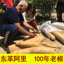 野生500g东哥阿里冬革黄片100年根 瑞瑞东革阿里原片马来西亚正品
