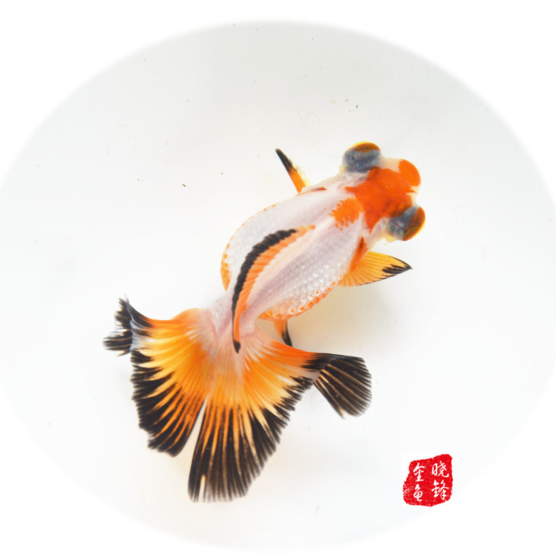 兰寿金鱼图鉴,兰寿鱼品种及图片大全,兰寿品种图鉴(第14页)_大山谷图库