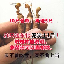 人参苗 长白山人参现挖新鲜人参大苗盆栽苗当年开花盆栽种苗