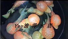 鸿运 德萨 马骝 泰国进口亚成罗汉成鱼起头大量 火凤凰