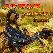 宠物蝎子雨林蝎亚洲假帝王蝎子公母繁殖组总长14 送套餐 16cm 包邮