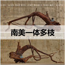 鱼缸水族超白南美造景沉木树桩大型 二马 精品一体沉木免煮天然