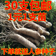 参苗人参苗山参苗移山参苗林下参苗 盆栽参苗园参种子小号苗