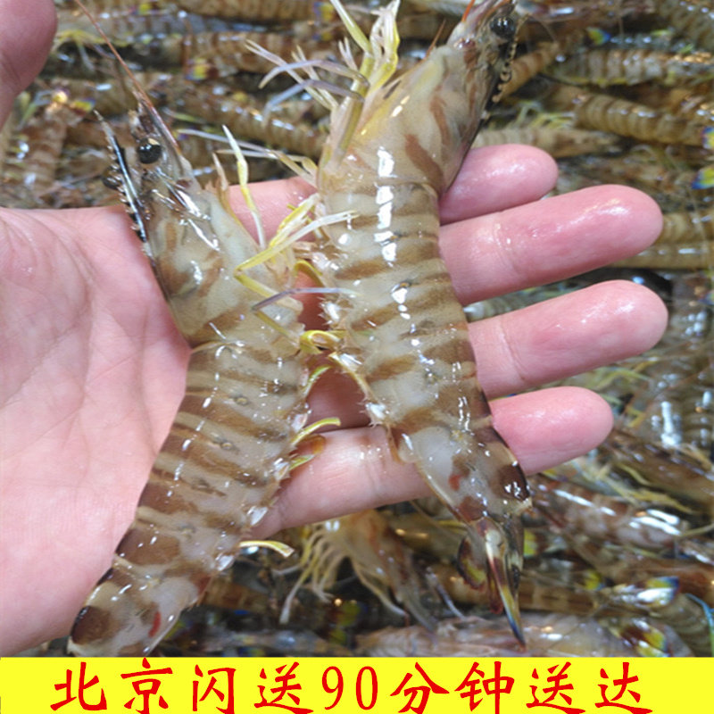 北京闪送鲜活活基围虾海白虾鲜活九节虾斑节虾