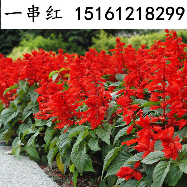 一串红图片植株,一串红植株,一串红图片(第13页)_大山谷图库