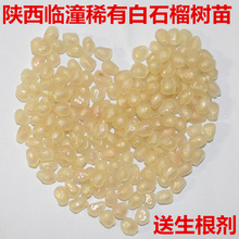 高端精品盆栽 包邮 庭院绿化果树苗临潼石榴大树苗木 陕西白石榴树