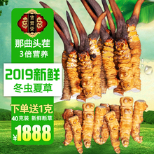 新鲜冬虫夏草头期正品 顺丰 新鲜断草40克装 西藏那曲 2019年鲜断草