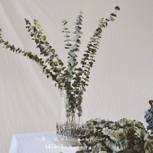 北欧风天居家装 饰插花 风干无染色 真花植物风干 天然尤加利干花