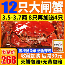 六月黄大闸蟹鲜活螃蟹阳澄湖镇海鲜 水产 鲜活生鲜公母蟹特大蟹