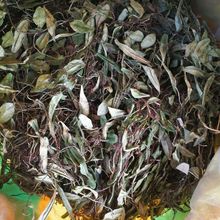 金龟藤抱树莲抱石草飞连草500g 正品 包邮 抱石莲中草药 石瓜子野生