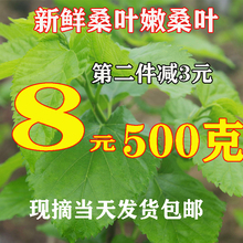 新鲜桑叶农家现摘桑树叶新鲜嫩桑叶蚕宝宝饲料桑叶新鲜大小蚕食物