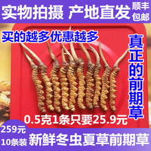 青海玉树西藏那曲新鲜虫草 0.6克1根 10根装 0.5 新鲜冬虫夏草
