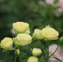 华尔春天奶油龙沙月季花苗盆栽四季开花不断室内阳台植物玫瑰花苗