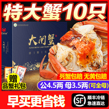 预售阳澄湖镇大闸蟹特大公螃蟹4.5两母蟹3.5两新鲜鲜活10只礼盒装