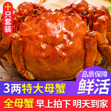 4.0版阳澄湖大闸蟹鲜活全母特大螃蟹3.0两母蟹新鲜现货礼盒10只