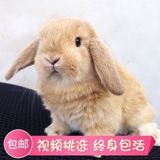 Pet Rabbit Live Dutch Lop Eared Rabbit Live Dwarf Rabbit Covered
