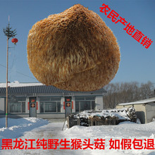 可打粉 农家 东北野生猴头菇养胃 东北特产兴安岭野生猴头菇干货