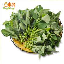 东升农场 东升番薯叶 青菜番薯苗 广州蔬菜新鲜配送 300g