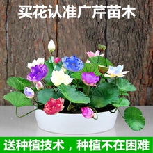 碗莲花种子四季种水培植物易活睡莲水生荷花盆栽花卉开花不断室内