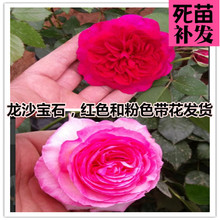 爬藤植物绿植带花发货 红龙沙宝石藤本月季花 欧月粉色龙沙宝石