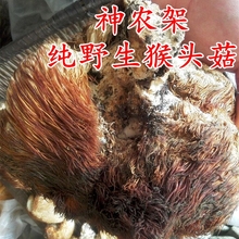 新货野生猴头菇干货神农架深山采摘非东北猴头菇养胃纯野猴头蘑菇
