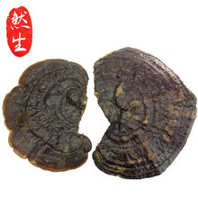 然生野生灵芝云南野生无柄赤芝红灵芝孢子粉非紫芝可切灵芝片250g
