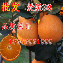 柑橘树苗 结果苗爱媛38号 嫁接爱媛38号杂柑苗 批发爱媛橘苗