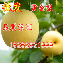 梨树树苗 果树苗 黄金梨苗 梨树苗 梨树嫁接苗 庭院 黄金梨树苗