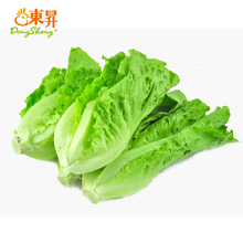 广州蔬菜新鲜配送 300g 莴仔菜 无公害生菜 鹅仔菜 莴苣 东升农场