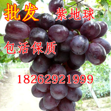 紫地球葡萄 紫地球葡萄果树小苗 紫地球葡萄树苗 晚熟葡萄新品