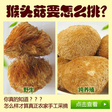 东北野生猴头菇干货250g猴头菇粉养胃山货纯粉山猴头新鲜菌菇蘑菇