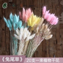 兔尾巴草干花真花永生花干花花束干枝干花插花真花花束客厅装饰