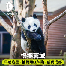 bikego成都旅游成都一日游纯玩熊猫基地老成都四川旅游VIP6人小团